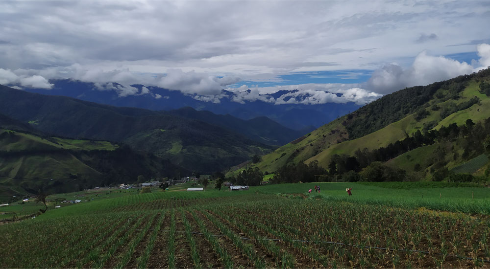 La cebolla larga, crece en El Cerrito