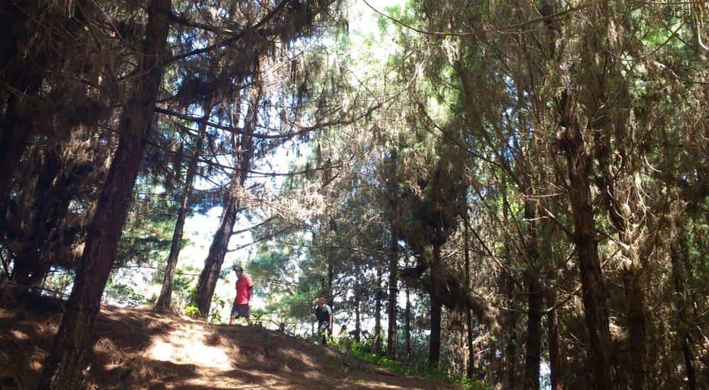 El Bosque de Santa María y el pinar