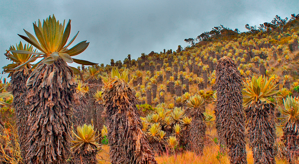 Plan de Turismo de Naturaleza Páramo las Domínguez